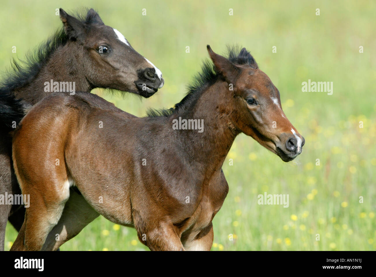 Deutsches Reitpony German Riding Pony Stock Photo