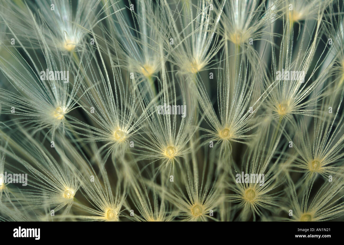 common dandelion (Taraxacum officinale), seeds Stock Photo