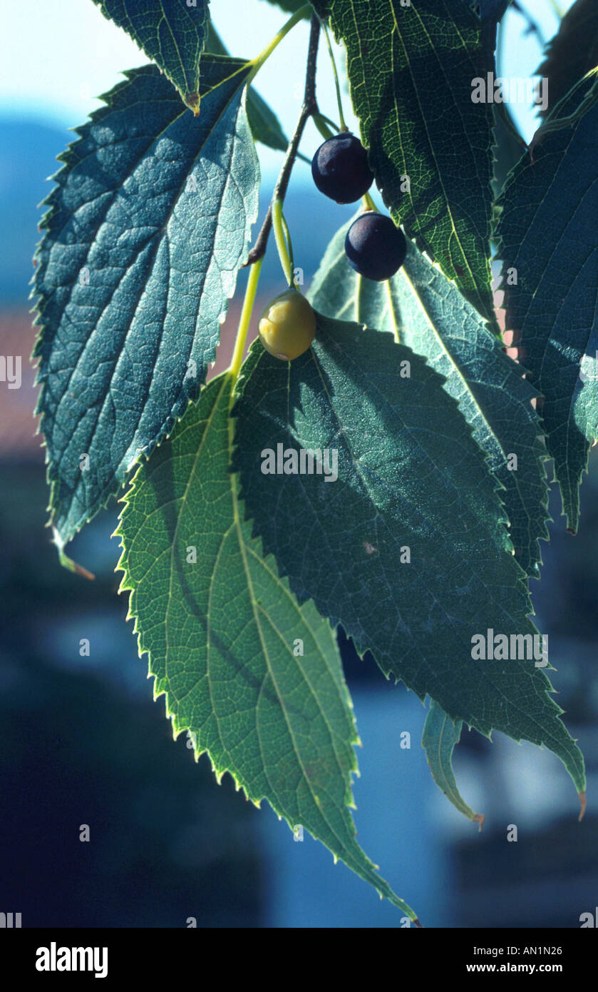 European hackberry, nettle tree (Celtis australis), leaves with fruits Stock Photo