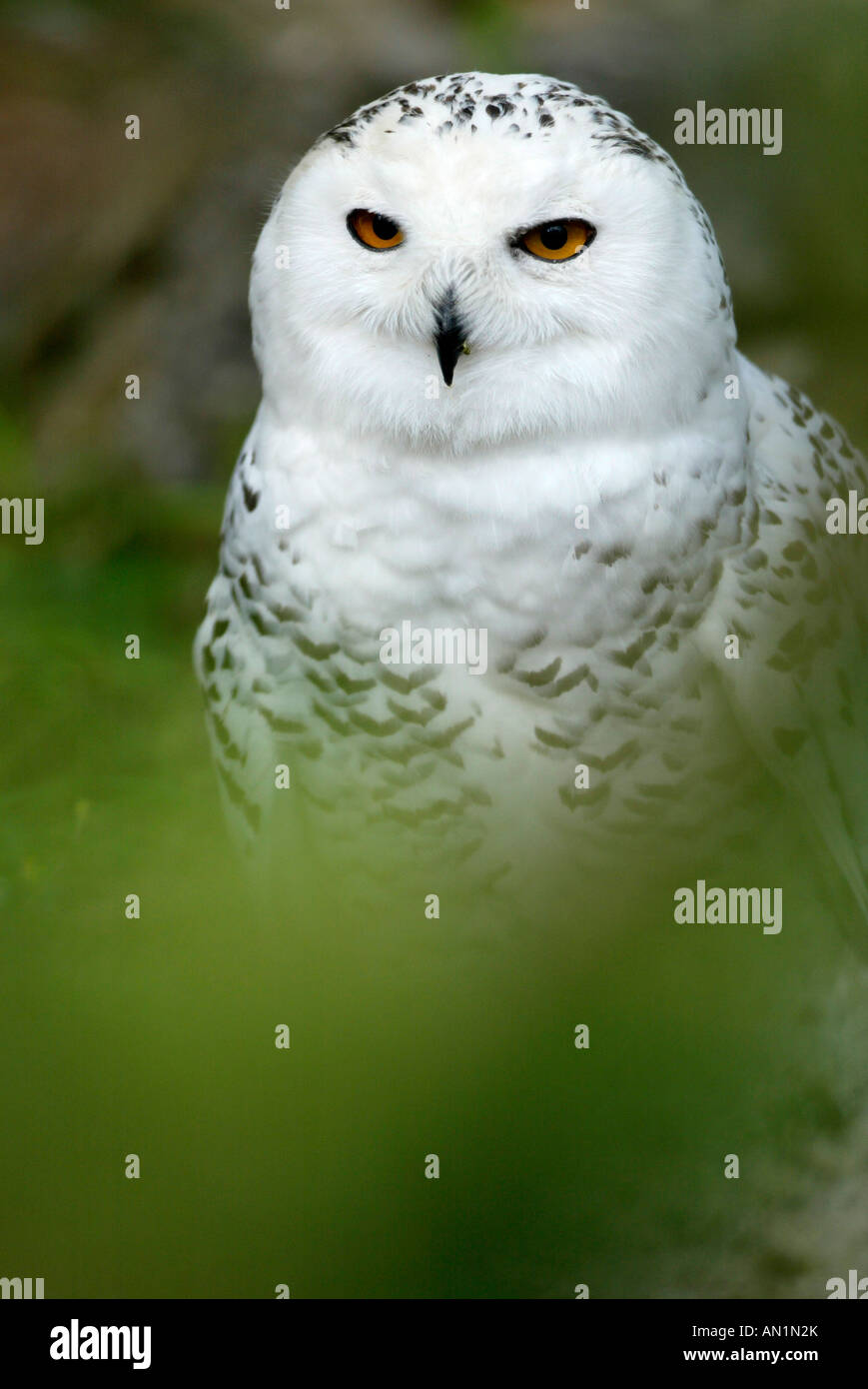 Schnee Eule Nyctea scandiaca Schneeeule bubo scandinavicus Snowy Owl Northern Europe Stock Photo