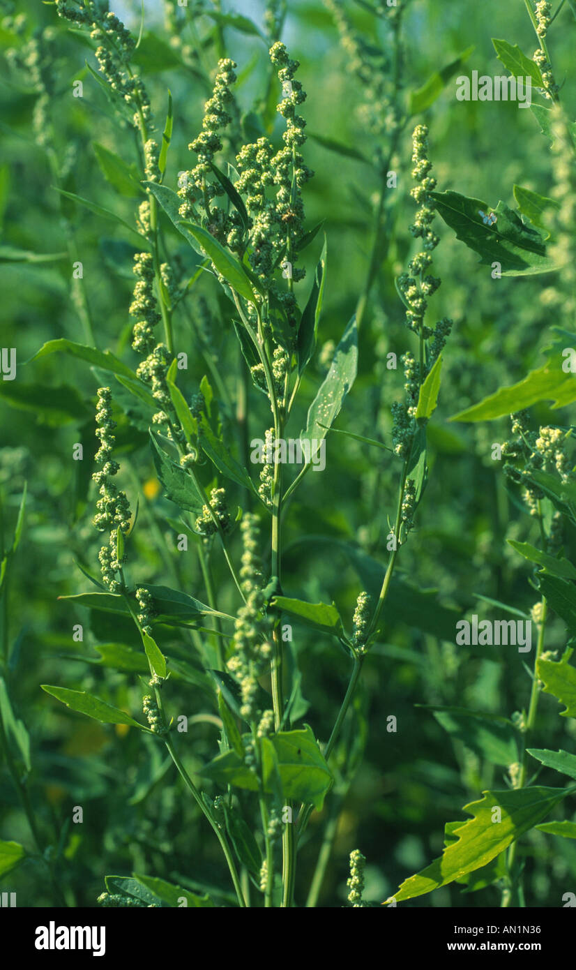 lamb's quarters, lambsquarters, pigweed, fathen (Chenopodium album
