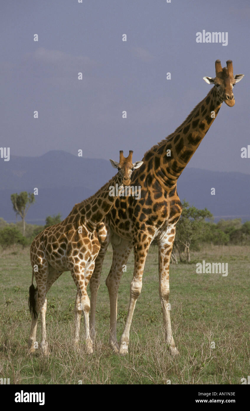 Rothschild s Giraffe Giraffa camelopardalis rothschildi Adult and young ...