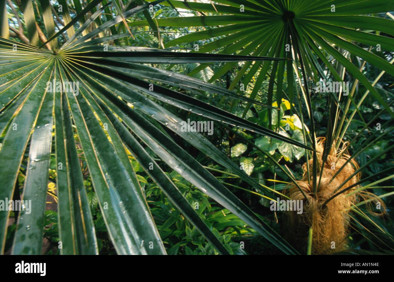 old man palm (Coccothrinax crinita), leaf Stock Photo