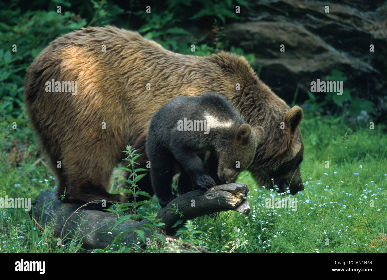 brown bear (Ursus arctos), mother with cub Stock Photo - Alamy