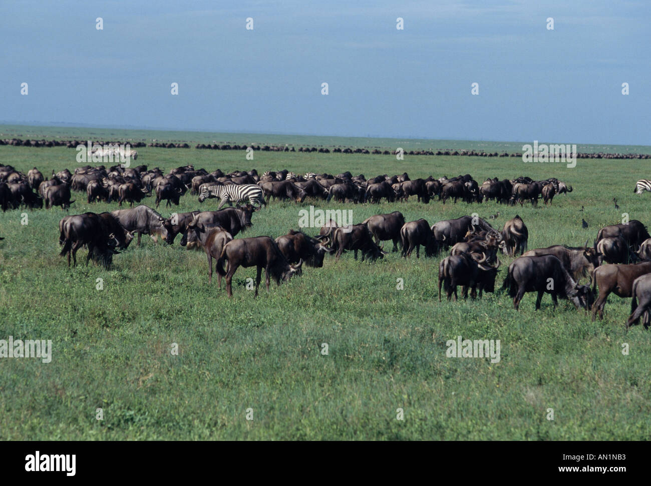Wildebeest Connochaetes taurinus Migrating Serengeti Tanzania Stock Photo