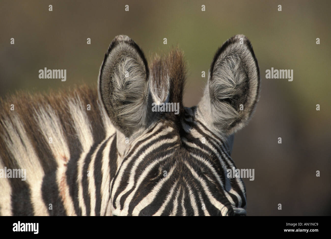 Zebra ears hires stock photography and images Alamy