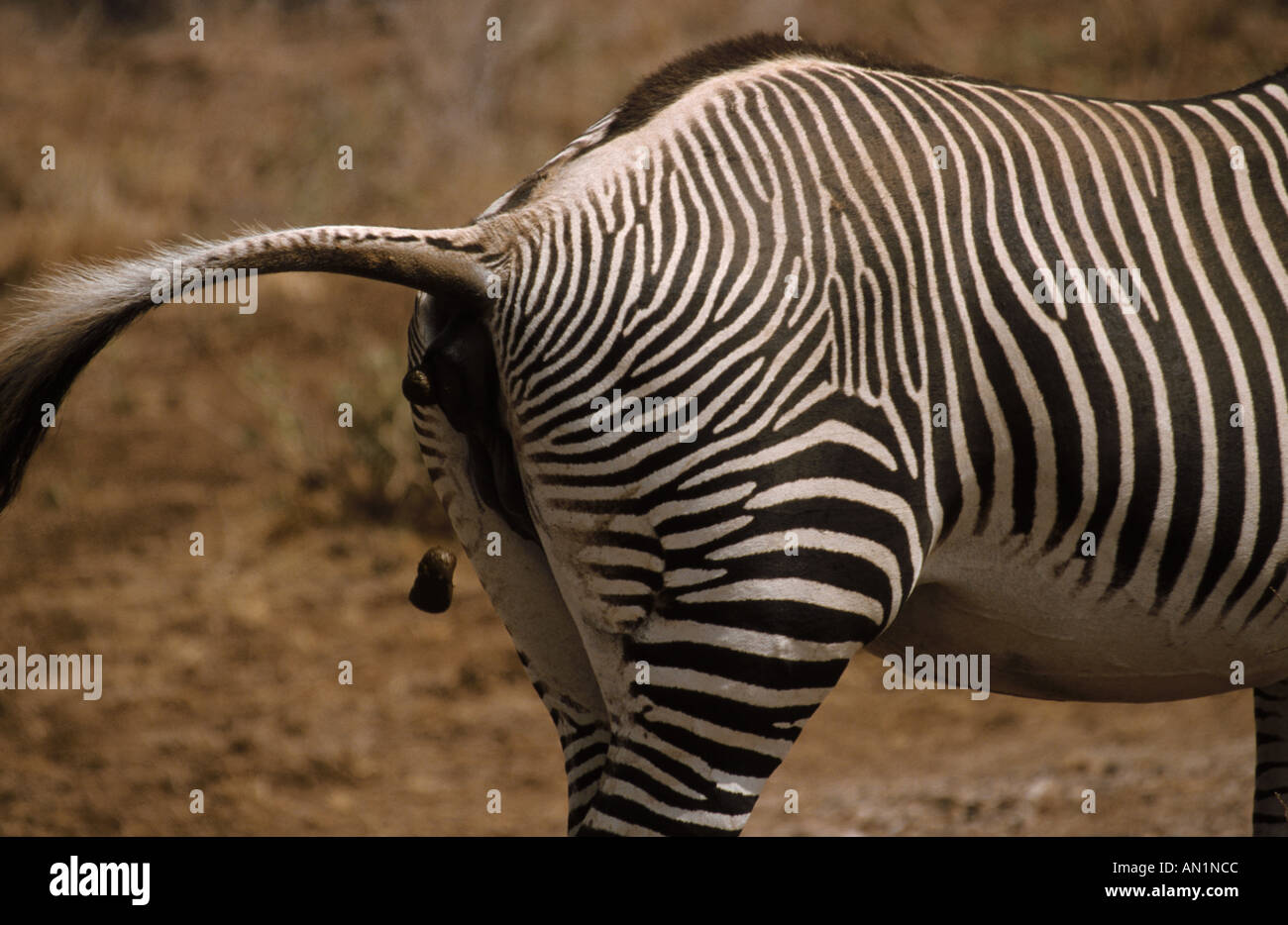 Defecating hi-res stock photography and images - Alamy