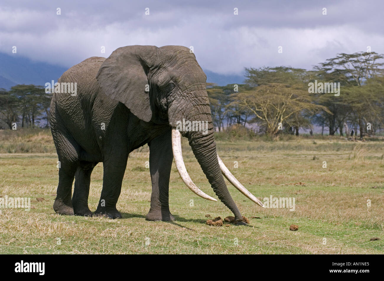 African elephant sniffing elephant dung Ngorongoro Crater, Tanzania Stock Photo