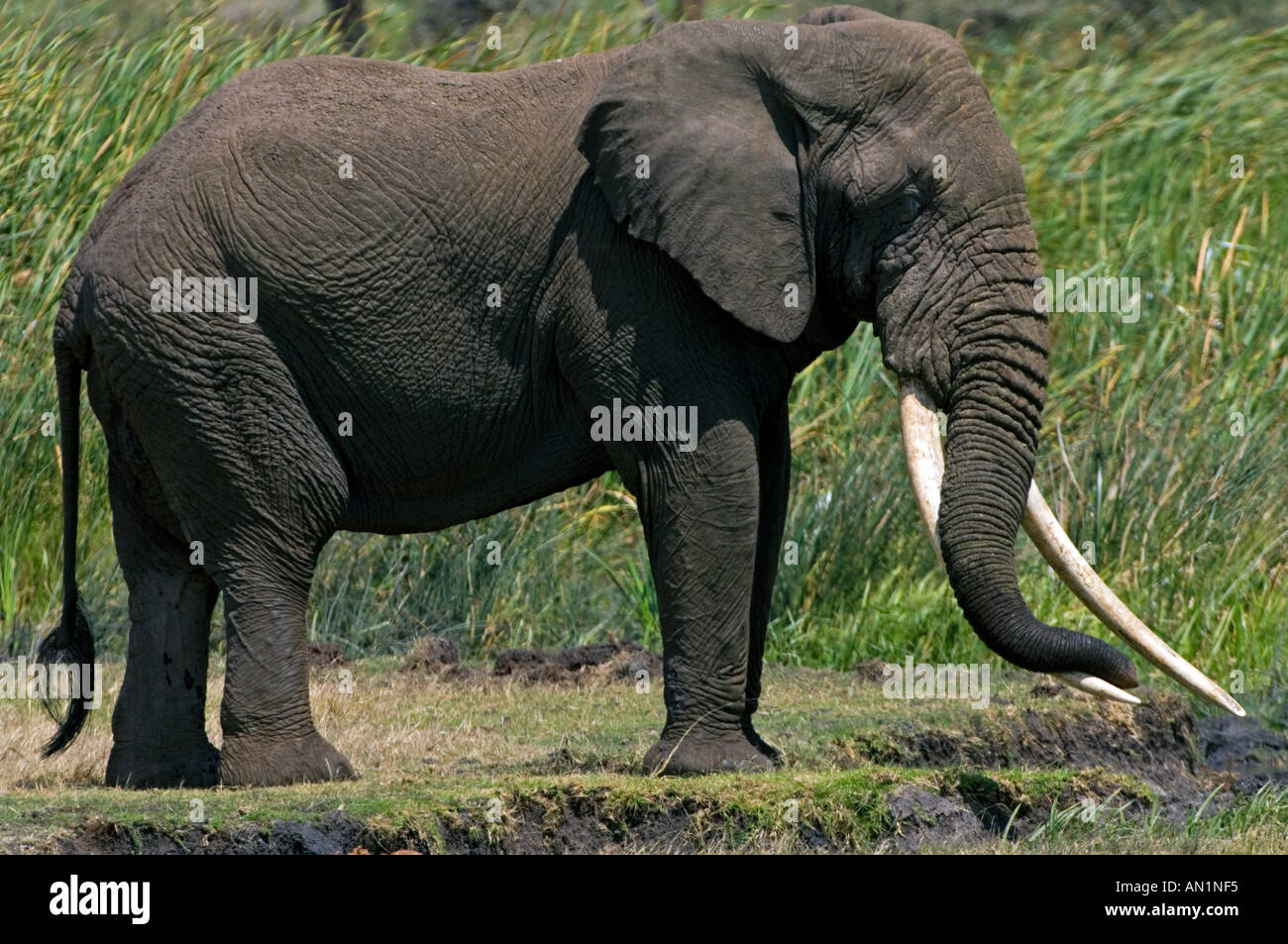 African Elephant drapes trunk over one tusk, Ngoitokitok Springs Ngorongoro Crater, Tanzania. Stock Photo