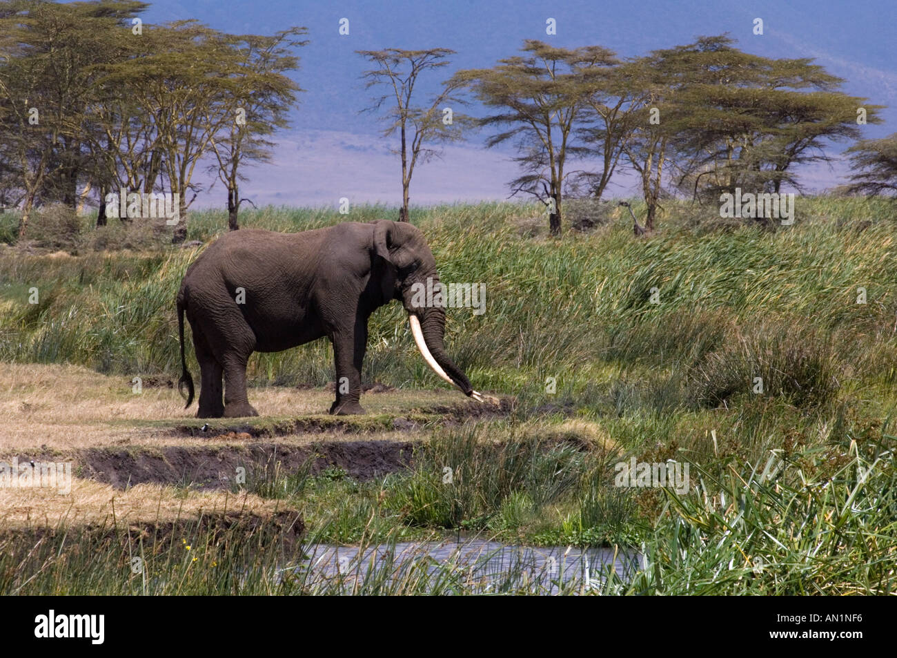 African elephant bull drinking at Ngoitokitok Springs, Ngorongoro Crater, Tanzania. Stock Photo