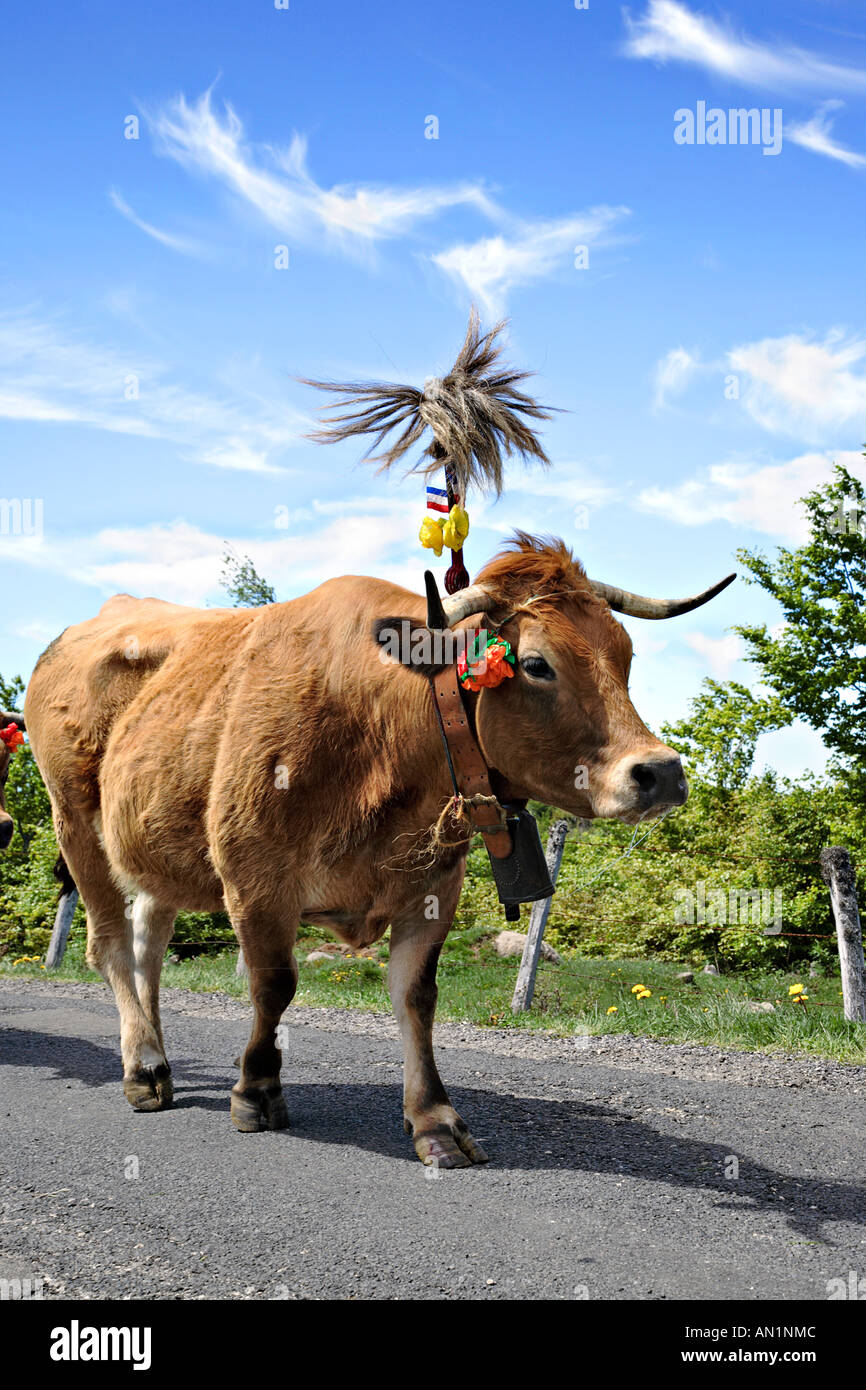 Traditional feast: cow transhumance in Lozere, France Stock Photo - Alamy