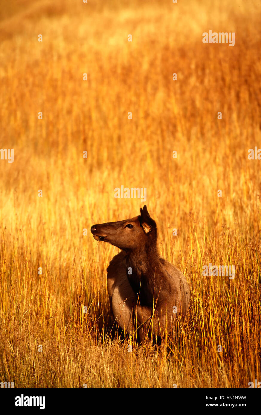 Wapiti Cow Kuh Weibchen Cervus elaphus Yellowstone NP USA Stock Photo