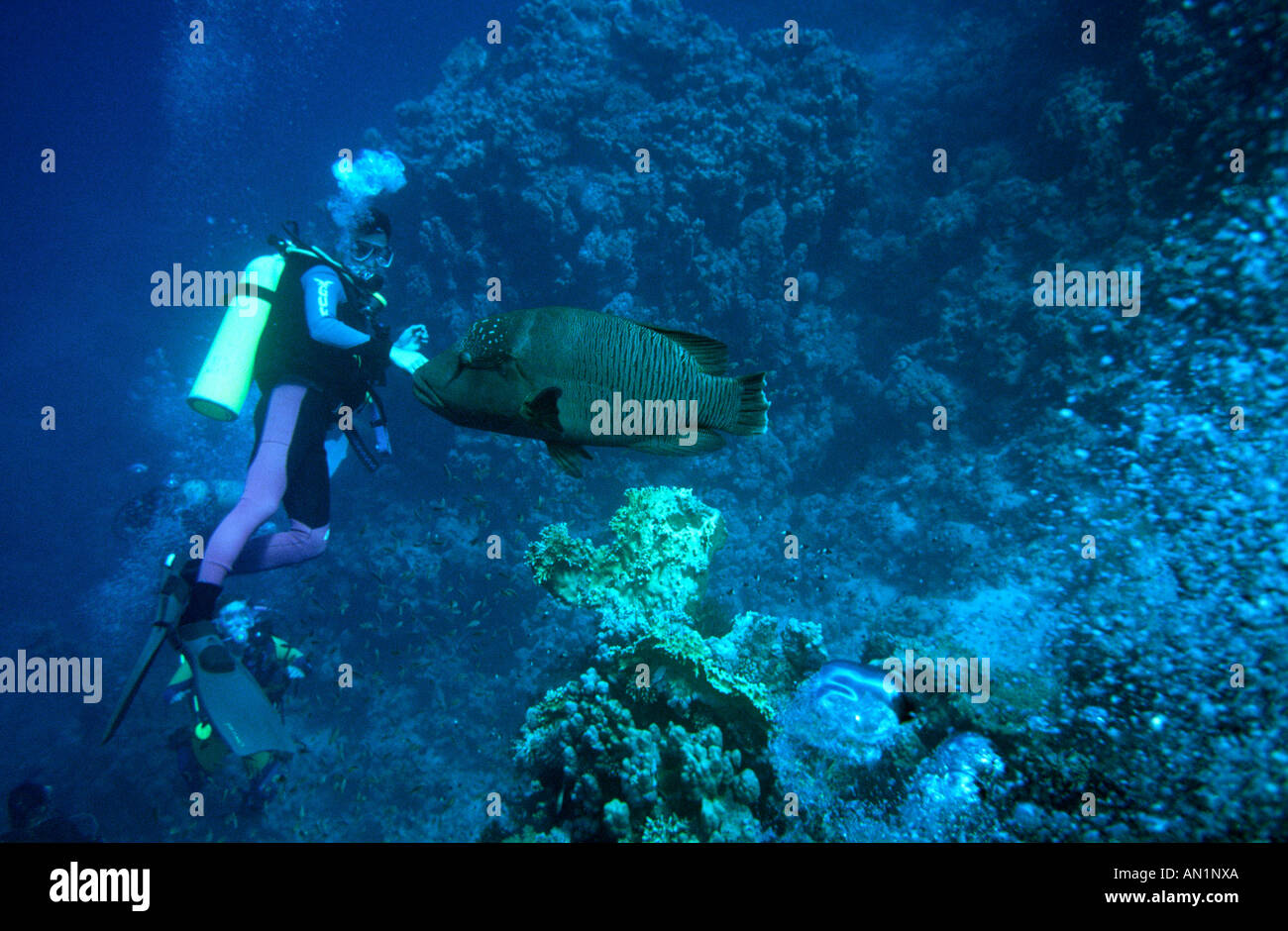 Egypt Red Sea Scuba Diver Napoleon Wrasse Cheilinus undulatus Stock Photo