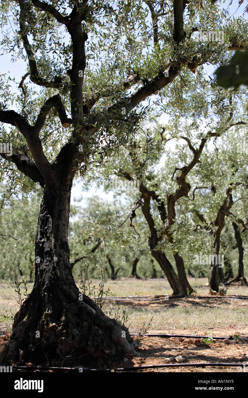 Olive grove in Provence, France Stock Photo Alamy