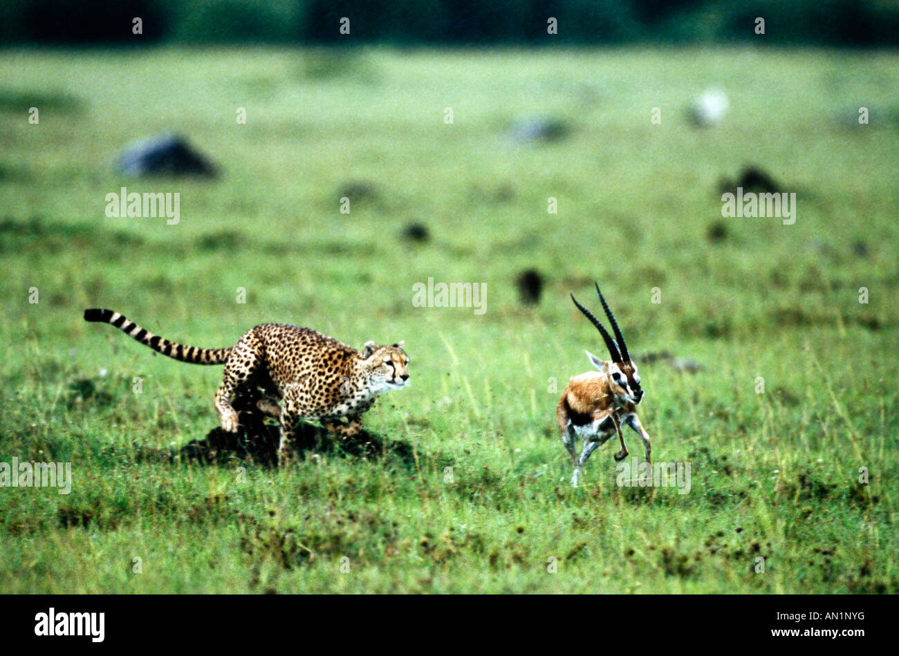 Cheetah Acinonyx jubatus jagt eine Thomsongazelle Gazella thomsoni chasing a Thomson s gazelle Masai Mara Nationalpark Kenya Stock Photo