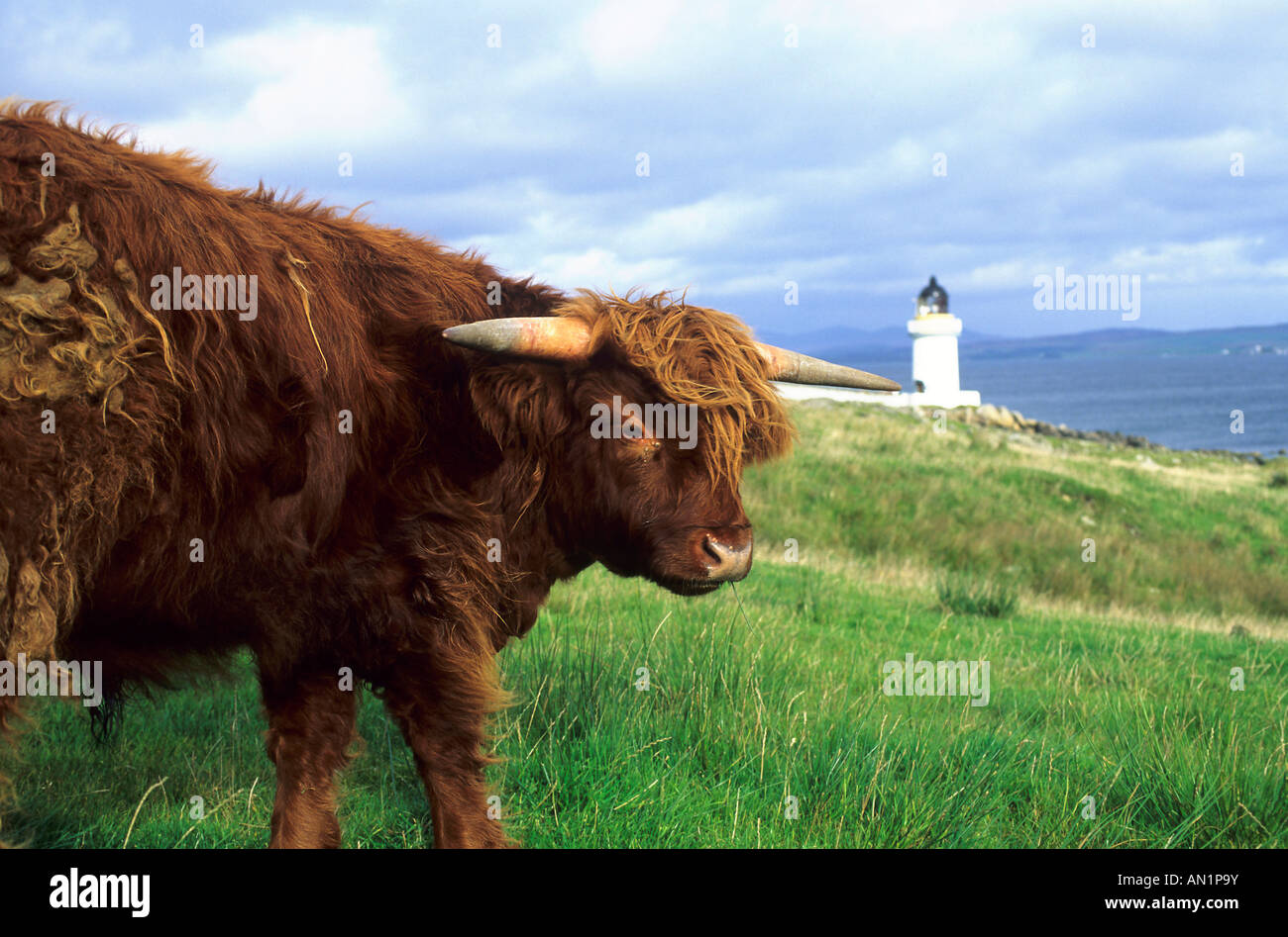 Schottisches Hochland Rind Scotish Highland Cattle Scotland Schottland Port Charlotte Stock Photo