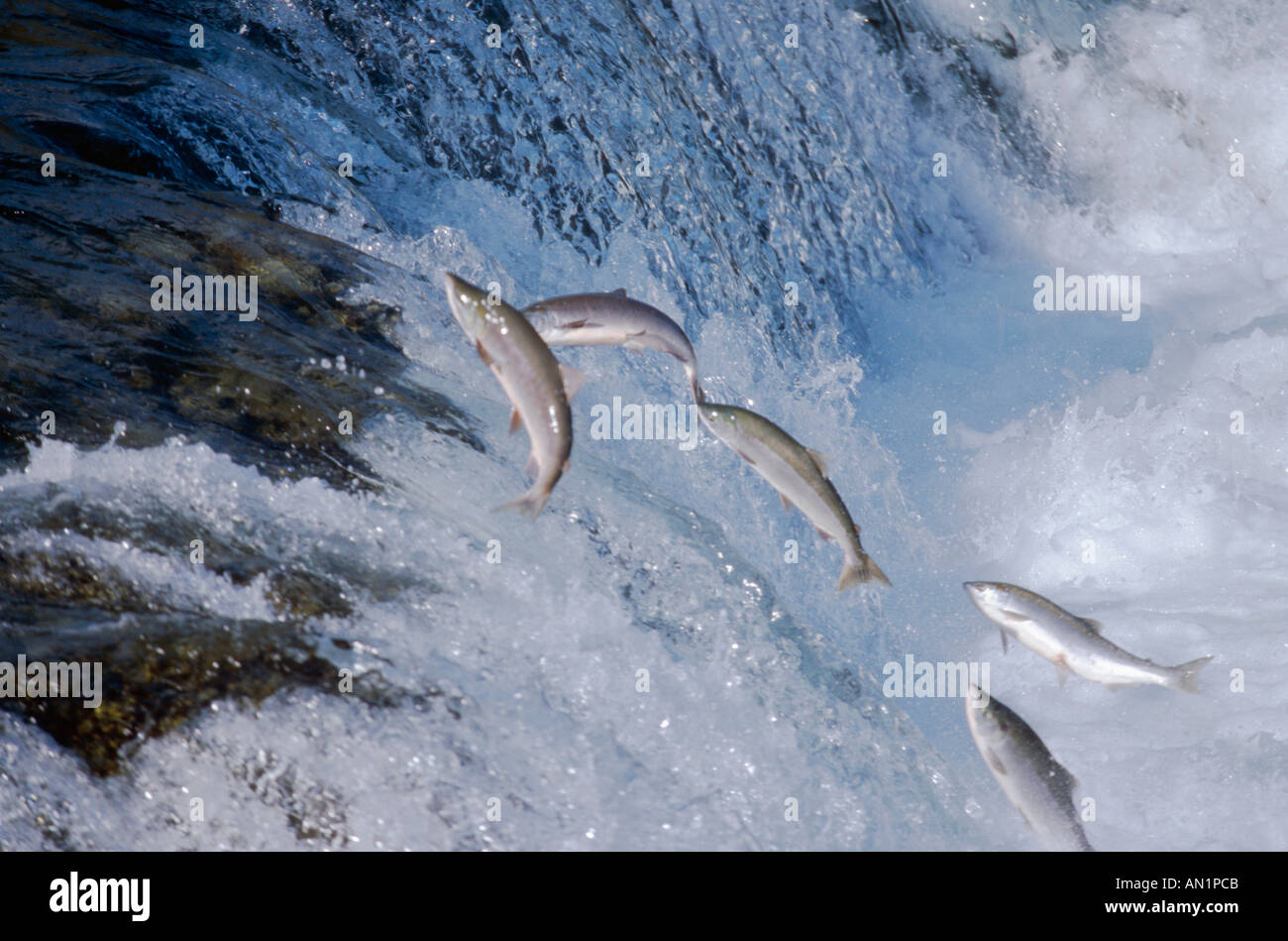sockeye salmon, sockeye, kokanee, blue back (Oncorhynchus nerka), leaping waterfall, rapid, upriver-migrating,, USA, Alaska, Ka Stock Photo