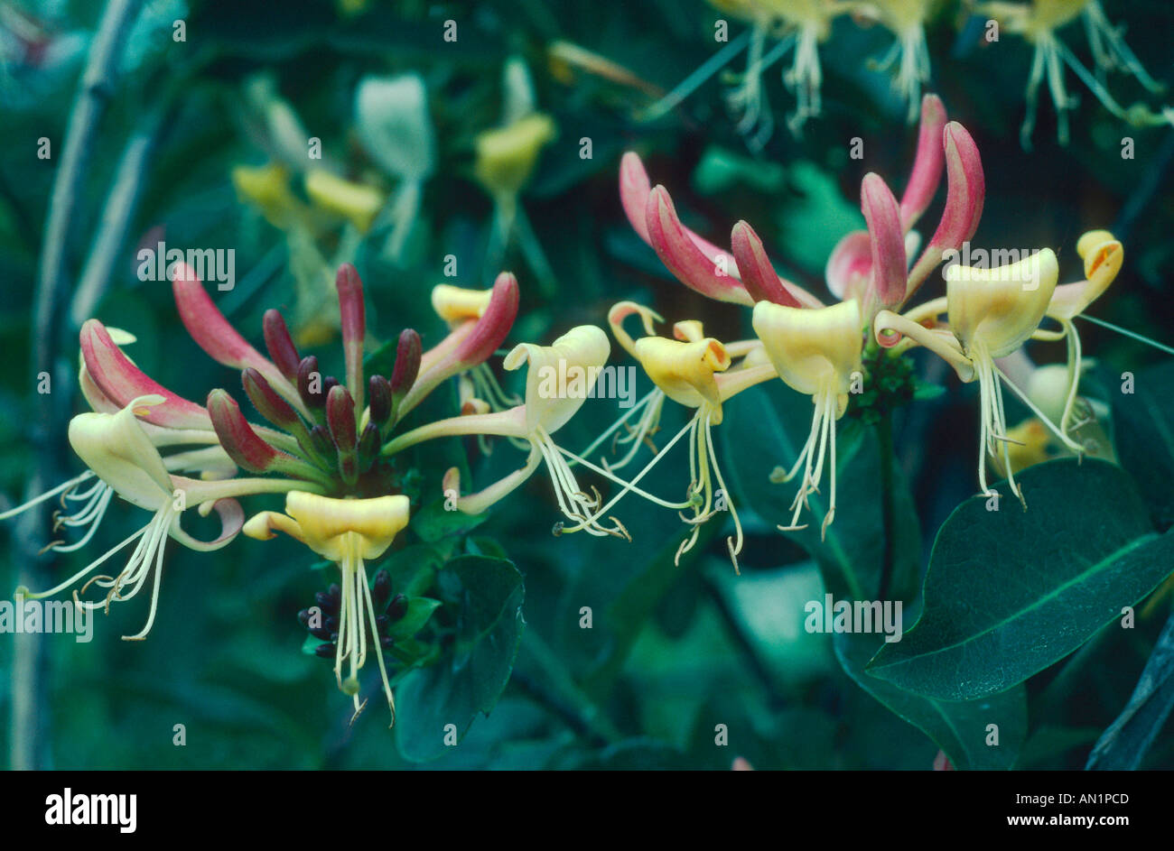 woodbine honeysuckle, English wild honeysuckle (Lonicera periclymenum