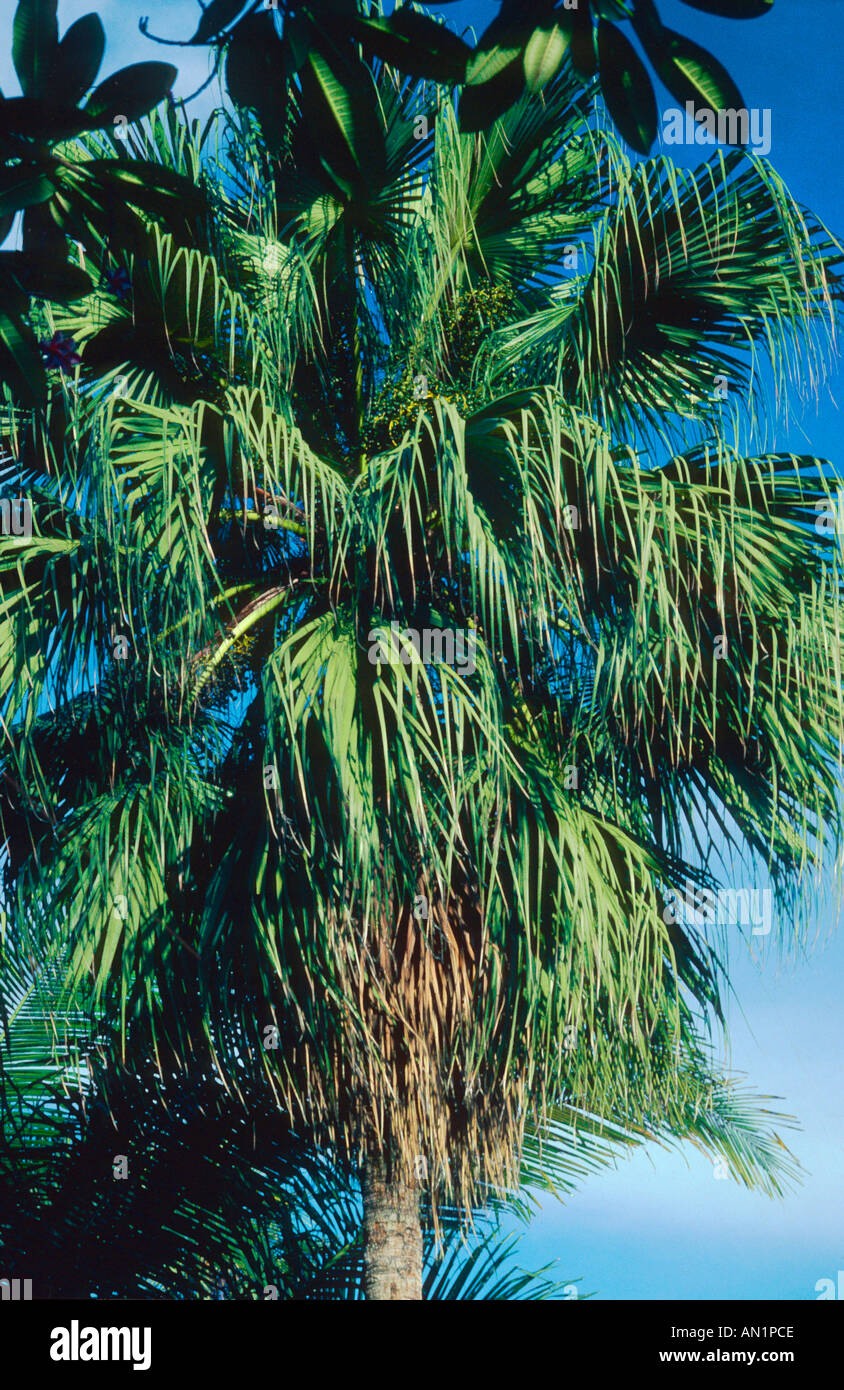Chinese fan palm (Livistona chinensis) Stock Photo