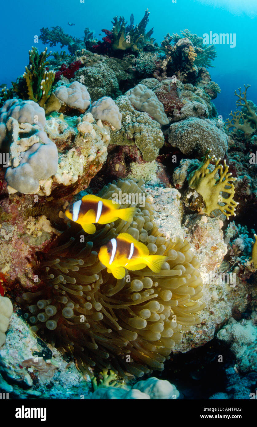two-banded anemonefish, twoband anemonefish, red-sea anemonefish (Amphiprion bicinctus), pair in anemone in habitat, Egypt, Ham Stock Photo