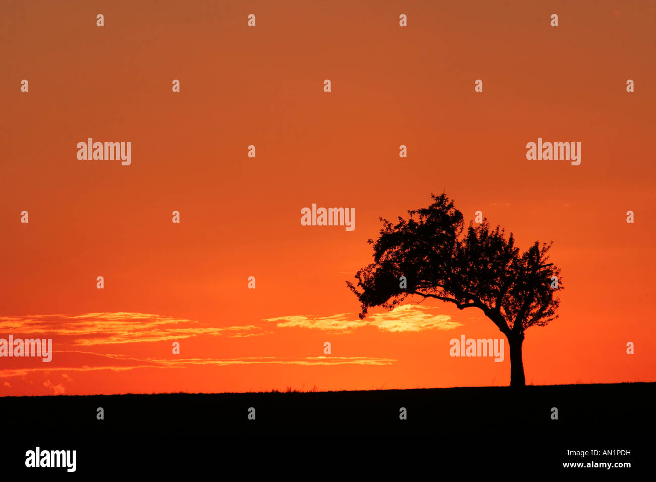 Baum im Sonnenuntergang Tree in Sunset Stock Photo