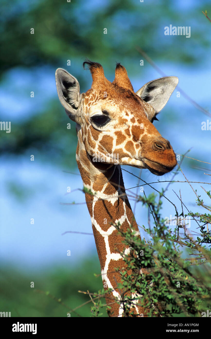 Reticulated Giraffe Giraffa reticulata Samburu NP Kenia Afrika Stock Photo