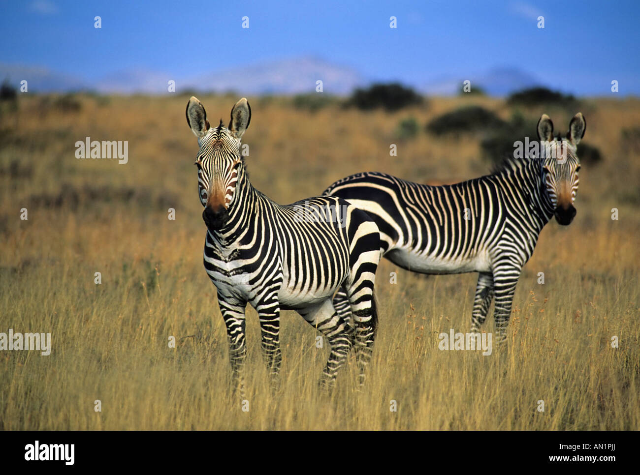 Bergzebra Cape Mountain Zebra Equus zebra zebra Mt Zebra NP Suedafrika South Africa Stock Photo