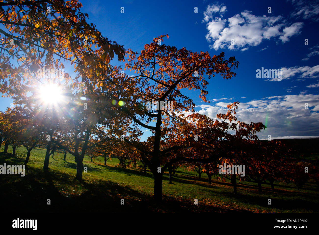 Streuobstwiese Apfelbaeume im Herbst German Fruit Meadow in Autumn