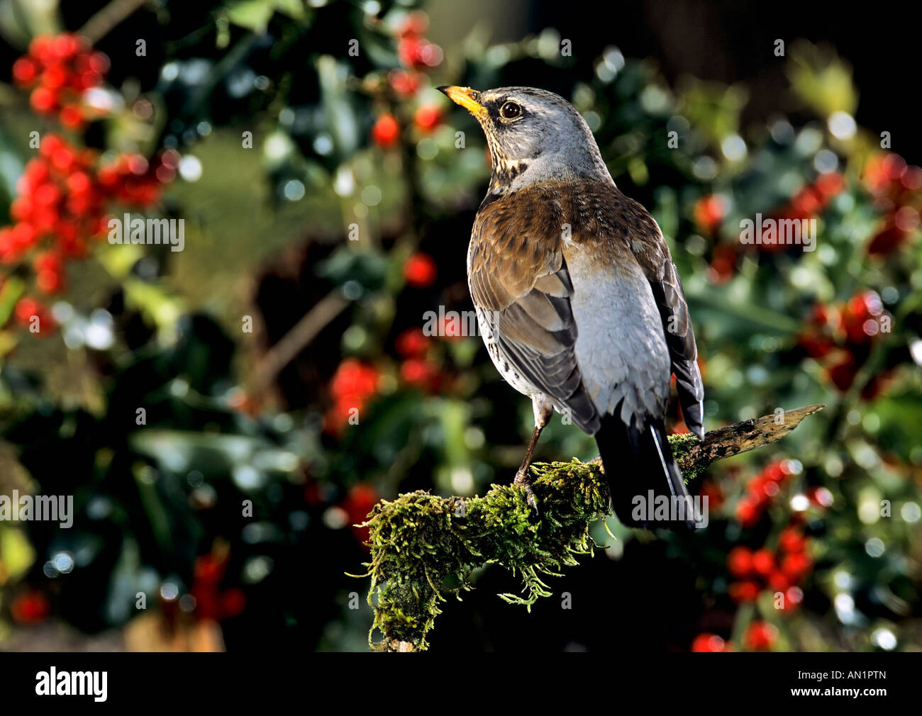 Wacholderdrossel Turdus pilaris European Fieldfare Stock Photo