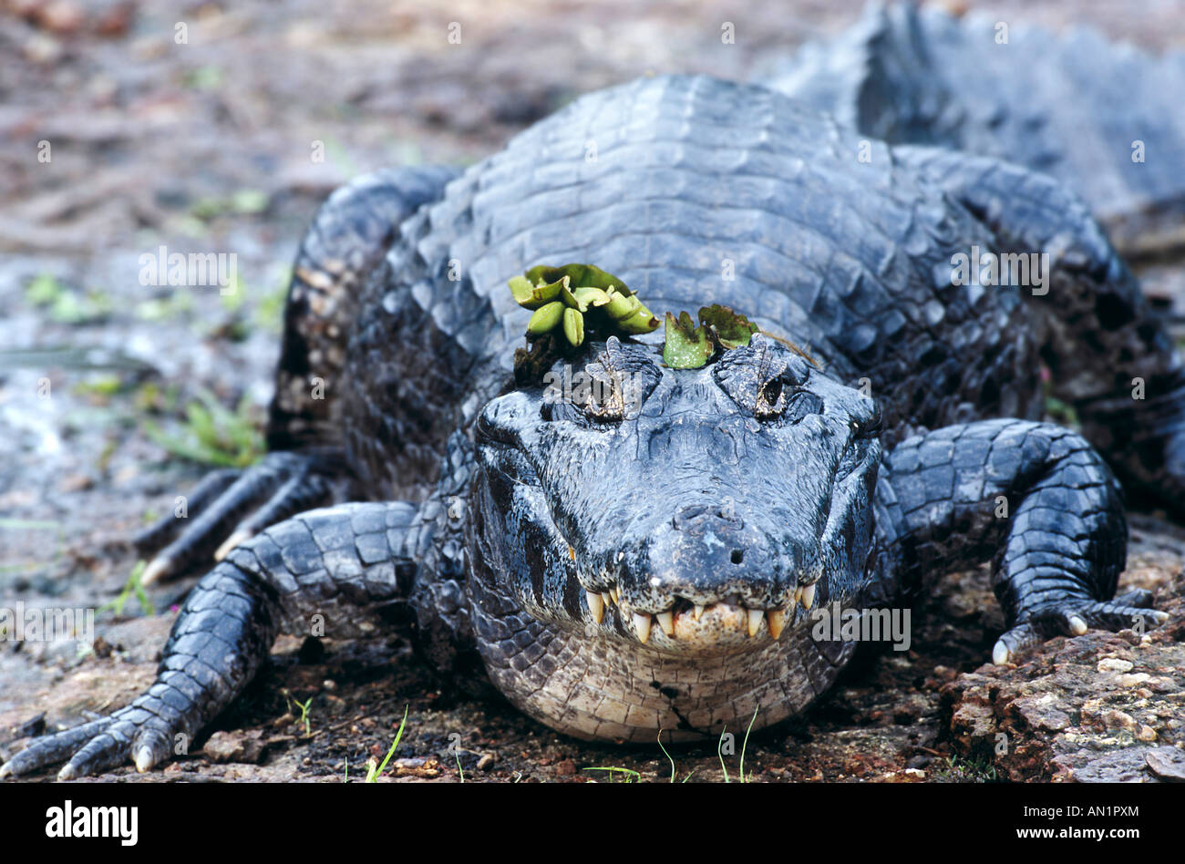 Brillenkaiman Yacare Caiman Paraguayan Caiman Camain crocodilus yacare Pantanal Brazil Brasilien Stock Photo