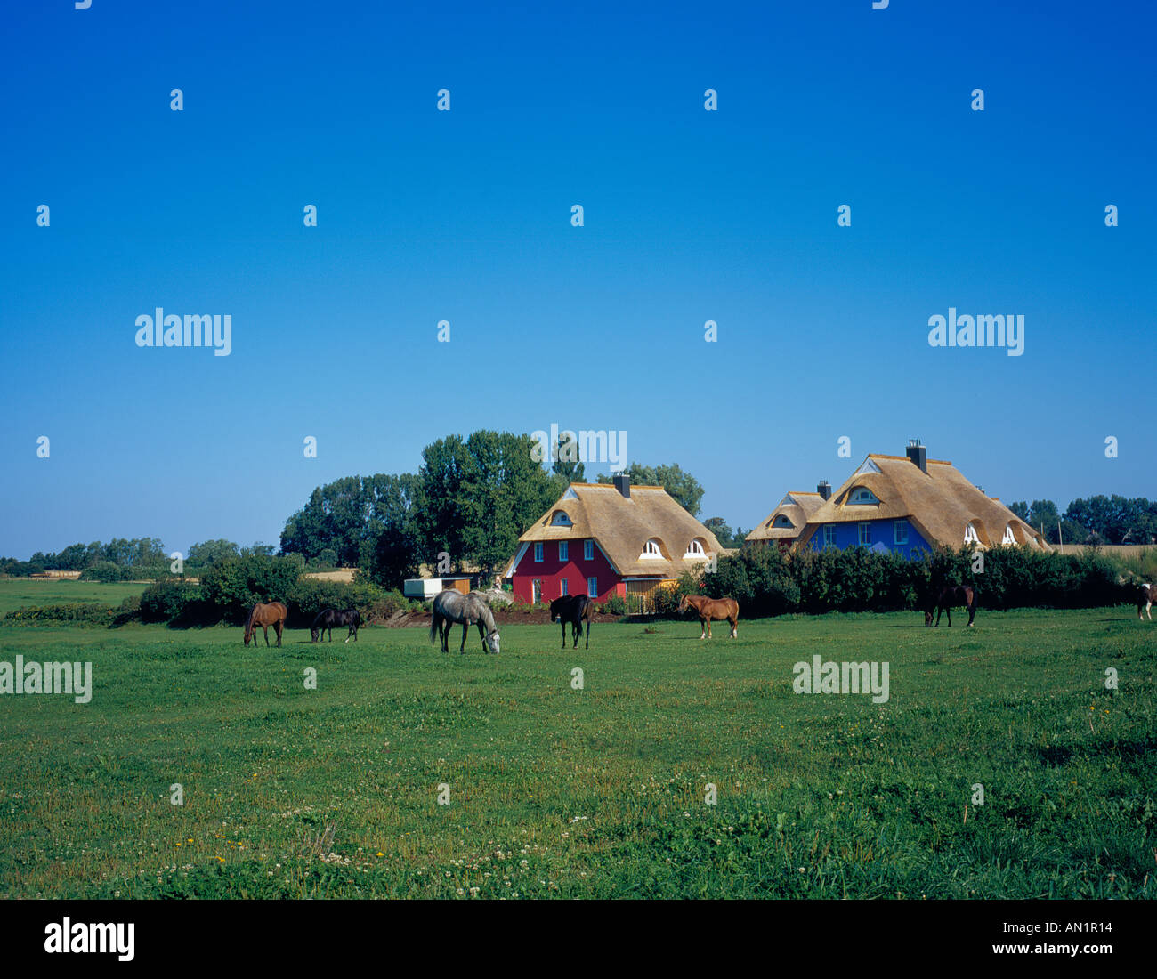 horses on meadow at Althagen Darss Ahrenshoop Mecklenburg Vorpommern Baltic Sea Germany Europe. Photo by Willy Matheisl Stock Photo