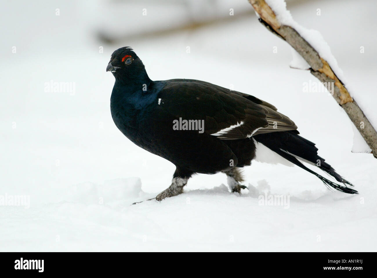Birkhuhn sweden Black Grouse lyrurus tetrix Stock Photo Alamy