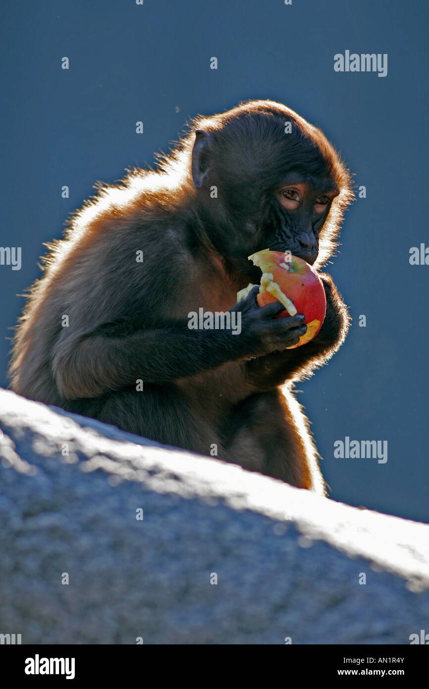 Blutbrustpavian Dschelada Theropithecus gelada Gelada baboon Stock Photo