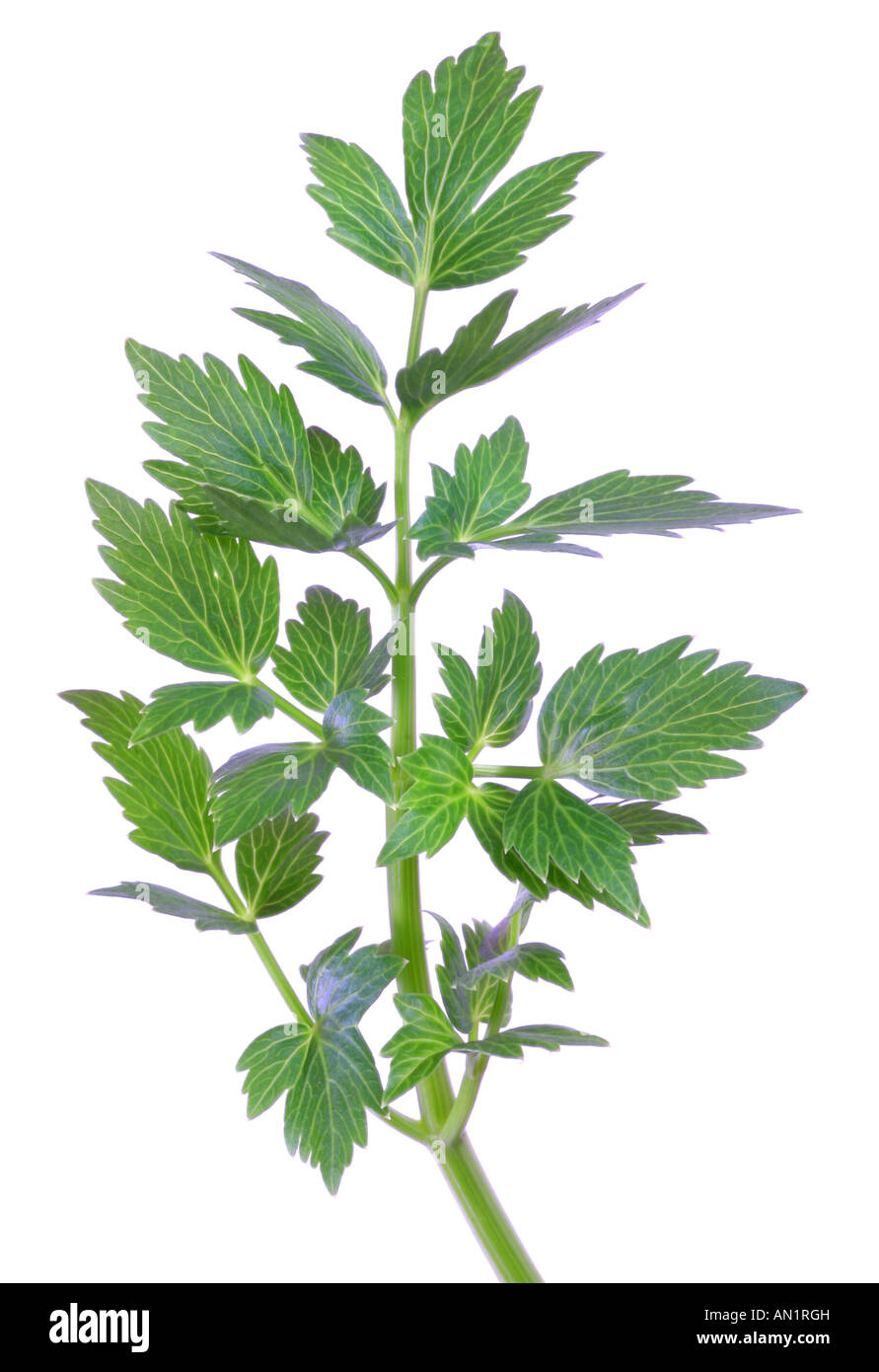 garden lovage bladder seed Levisticum officinale foliage leaves Stock Photo