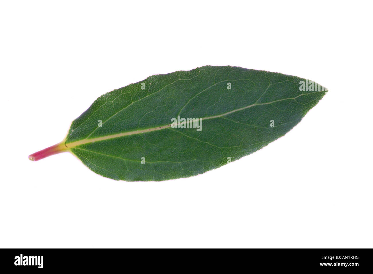 sweet bay laurel Laurus nobilis single leave Stock Photo