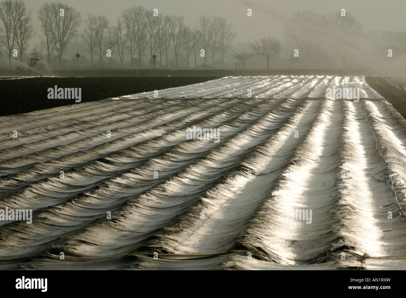 Vegetablefield with foil in Germany, Rheinland Pfalz Stock Photo