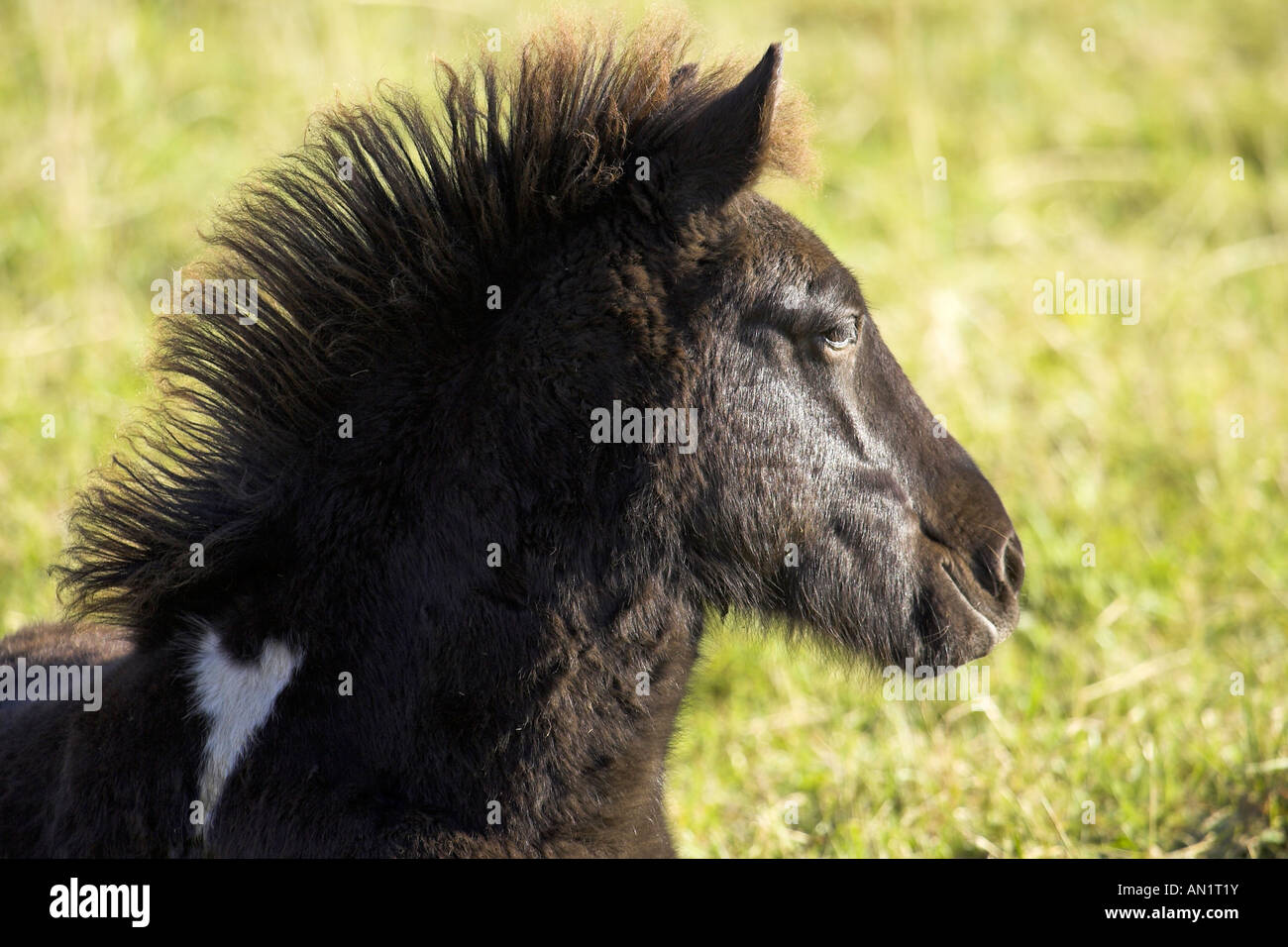 Islandpferd Islandic Horses  Icelandic Horse Stock Photo