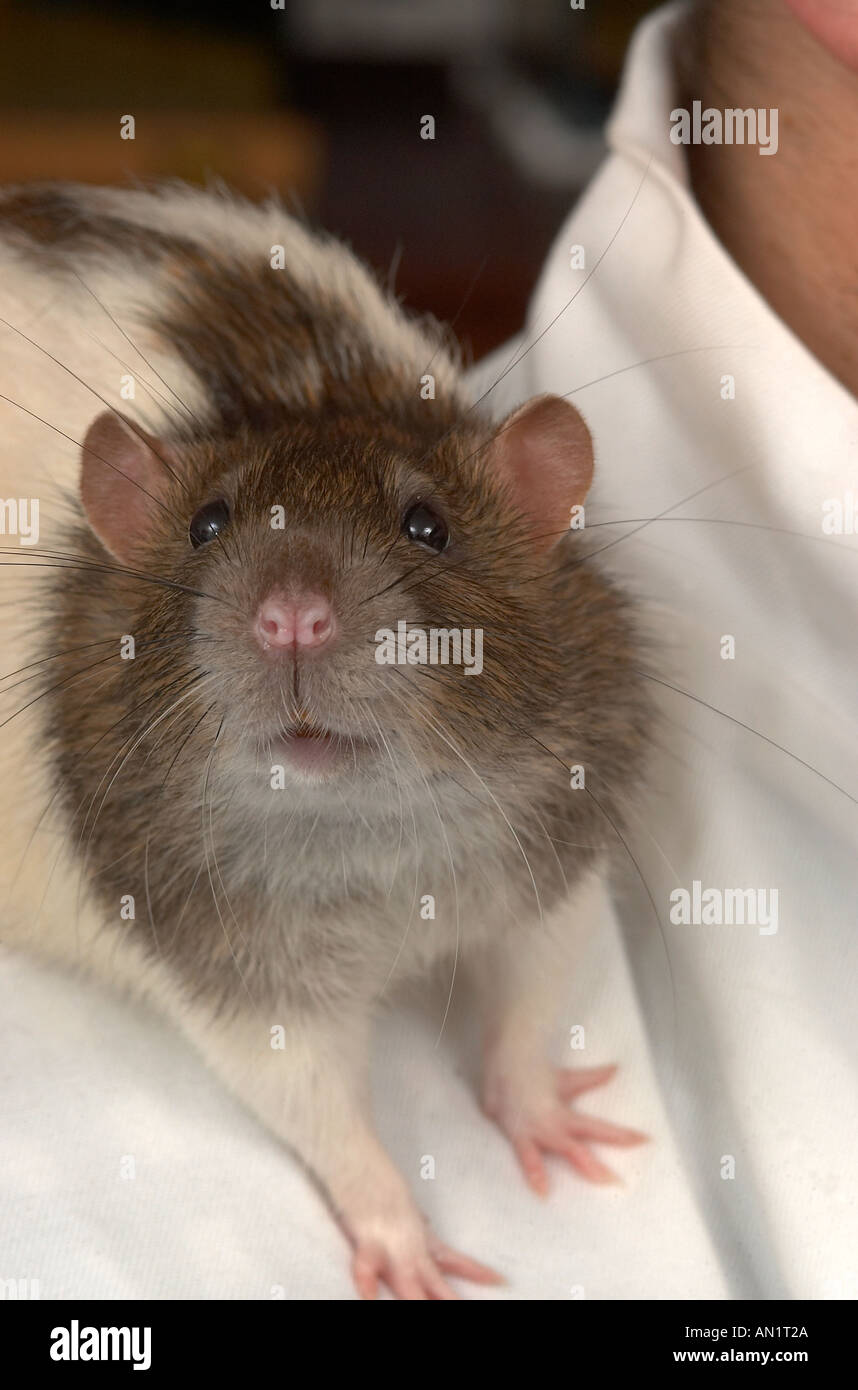Hooded Rat photographed in captivity Stock Photo Alamy