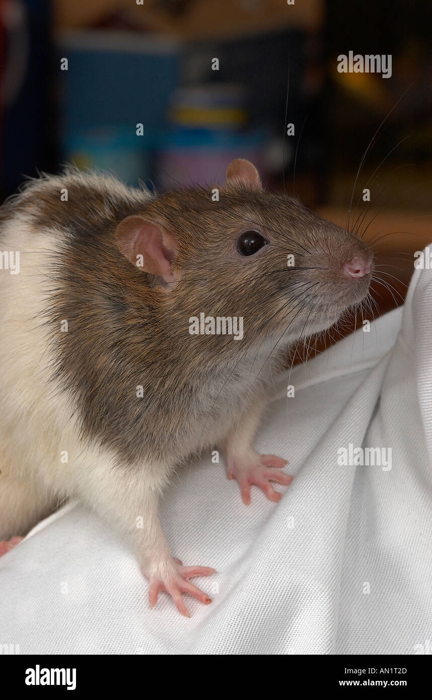 Hooded labratory Rat photographed in captivity Stock Photo Alamy