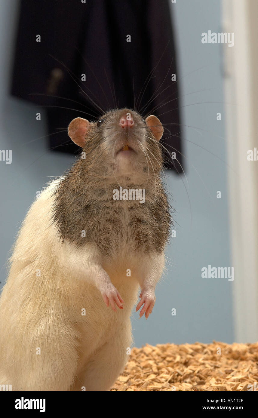 Hooded Rat photographed in captivity Stock Photo Alamy