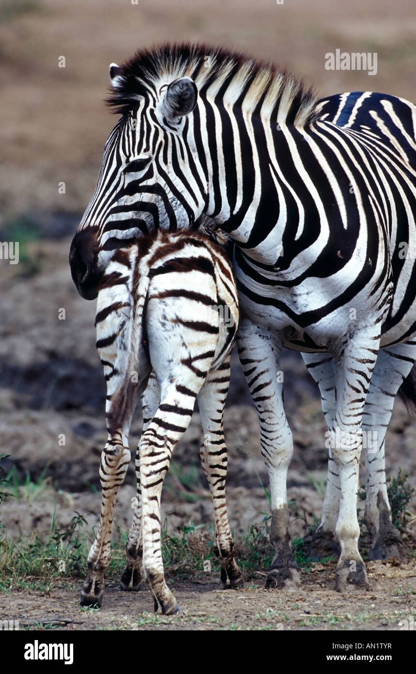 Female Zebra with foal africa Stock Photo Alamy
