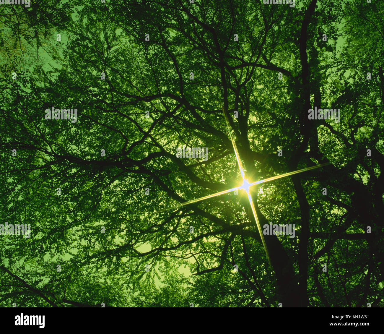 Sunlight through trees hi-res stock photography and images - Alamy