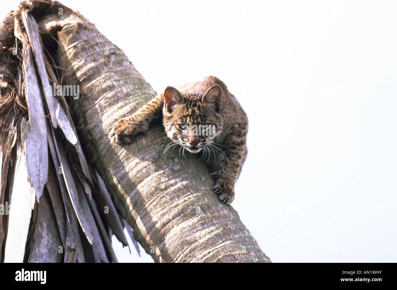 Rotluchs Bobcat Lynx rufus Florida USA Stock Photo