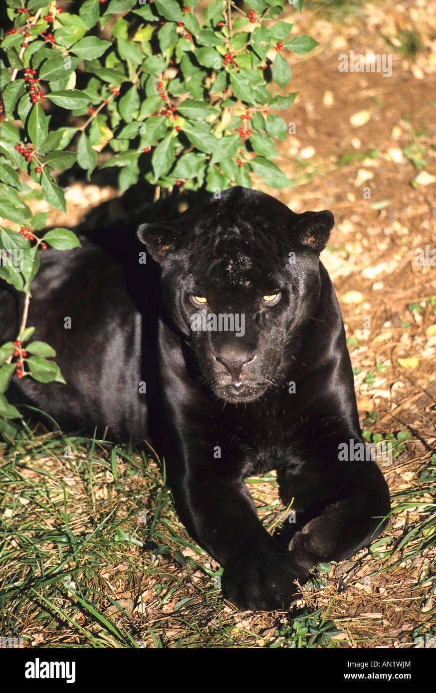 Jaguar Black Phase Felis onca resting Stock Photo
