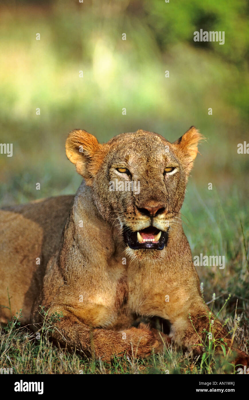 Loewe Weibchen African Lion female Panthera lion Samburu NP Kenia Afrika Stock Photo