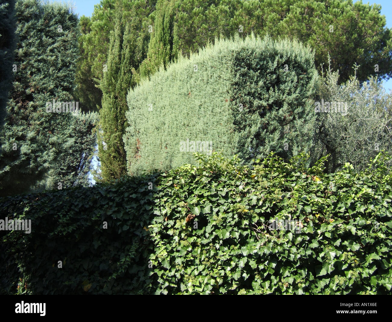 square hedge in country garden Stock Photo Alamy