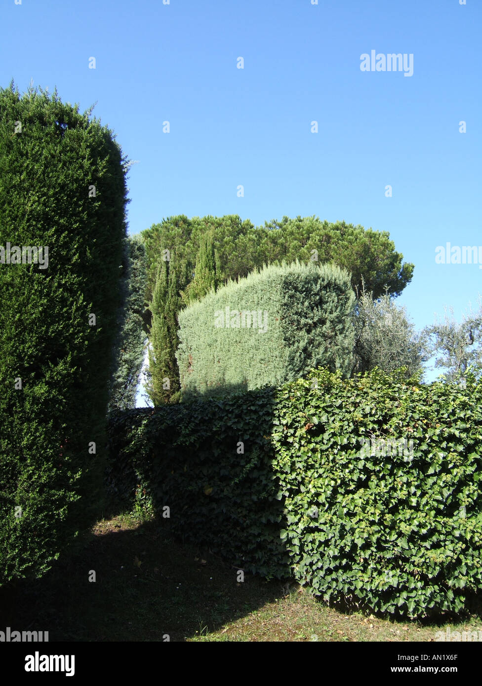 square hedge in country garden Stock Photo Alamy