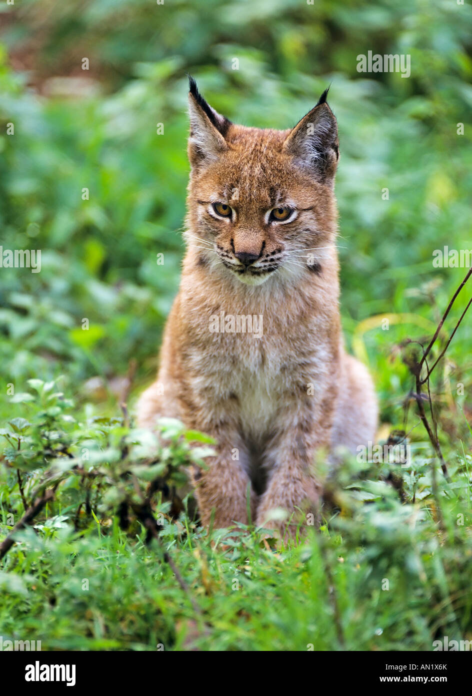 Luchs Jungtier Lynx lynx Stock Photo