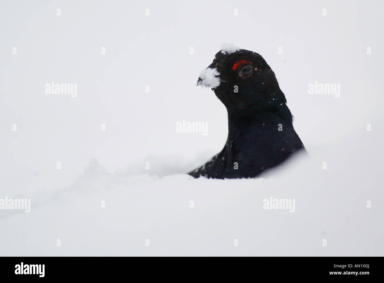 Birkhuhn sweden Black Grouse lyrurus tetrix Stock Photo