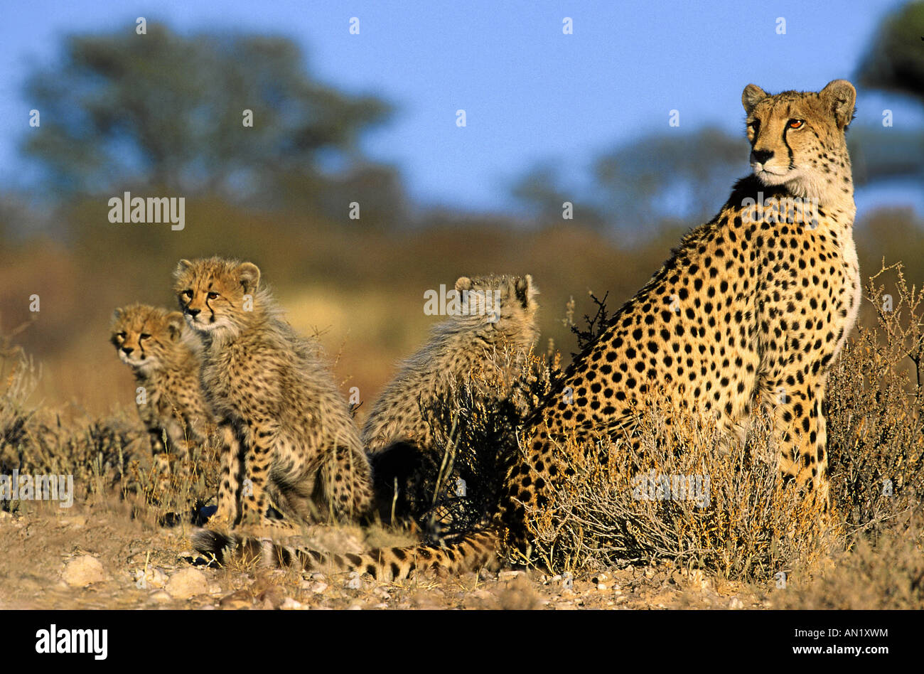 Gepard Cheetah Acinonyx jubatus Afrika Africa Stock Photo